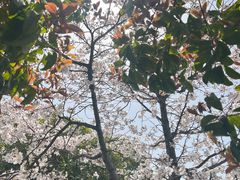 -高东镇樱花园
