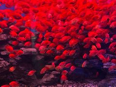 -多彩贵州城极地海洋世界