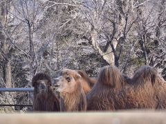 -青藏高原野生动物园