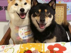 -趣多多宠物公园·宠物训犬学校·宠物寄养