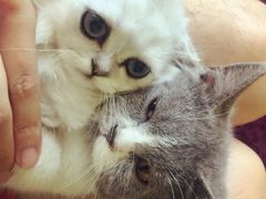 -喵店&猫咖