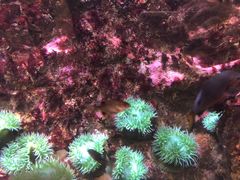 -西雅图水族馆