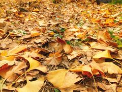 -千年银杏谷文化旅游区