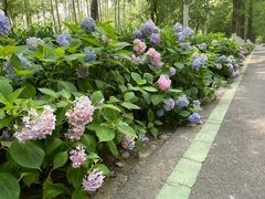 -合肥滨湖国家森林公园