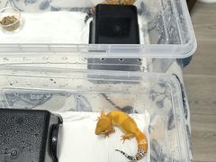 -酷以爬仙阁实体爬宠店·守宫·蜥蜴·专业繁育