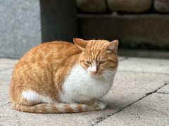 -龙华寺