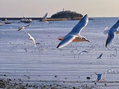 -栈桥景区