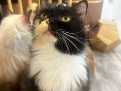 -楼上猫咖(罗湖店)