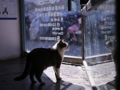 -喵屿·大理花园猫咖