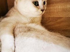 -藏猫猫咖啡主题馆(中央大道店)