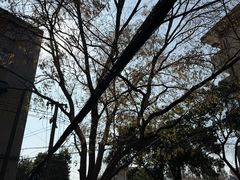 -金原鸭血粉丝汤总店(锁金村店)