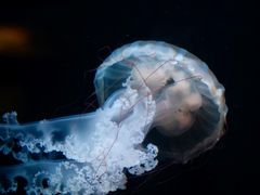 -欢乐海岸海洋奇梦馆