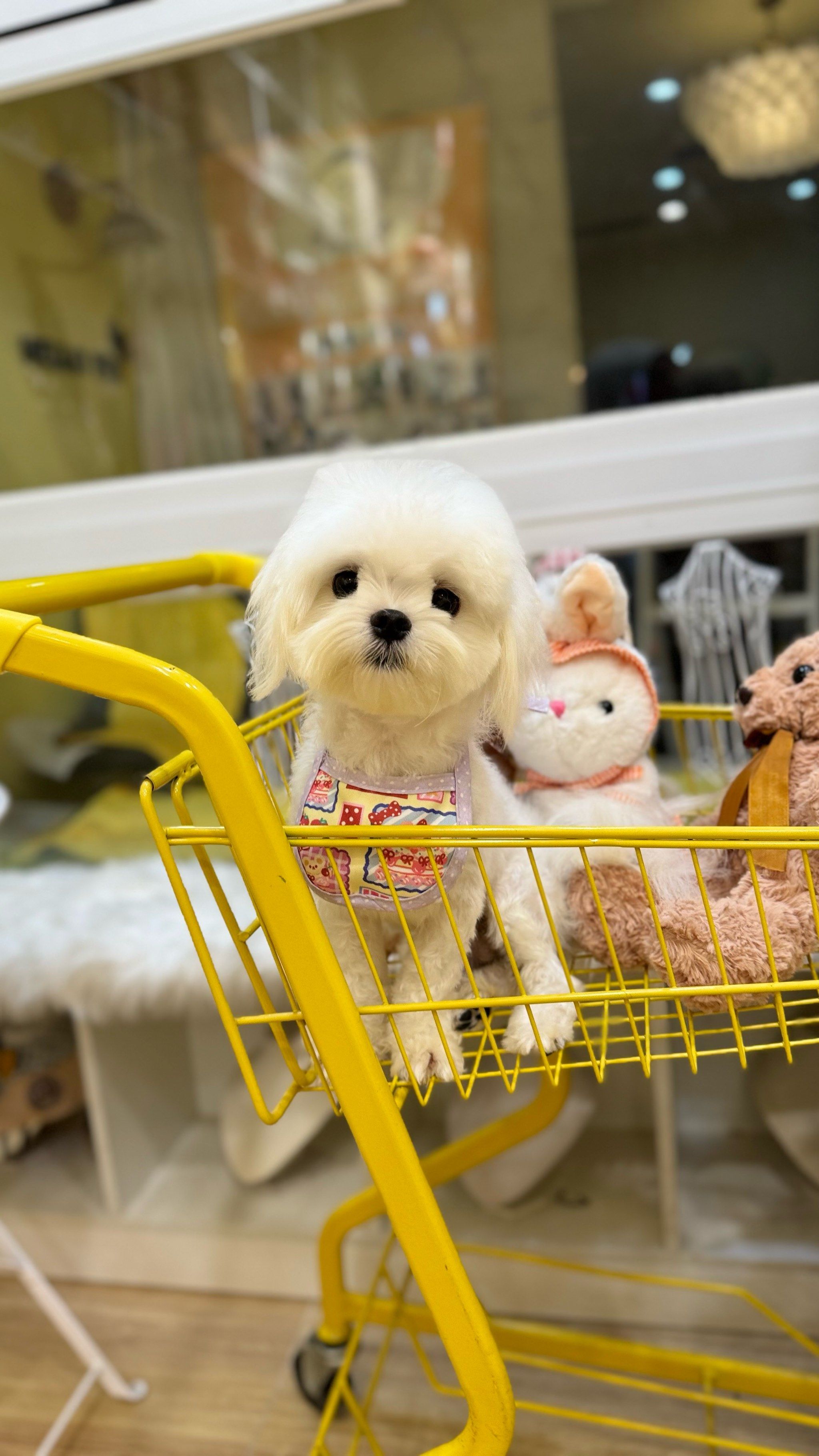 宠物店萌照集锦