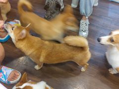 -柯斗斗主题餐厅·狗咖·围炉煮茶·茶饮(国瑞升平里店)