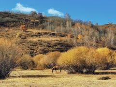 -塞罕坝国家级自然保护区