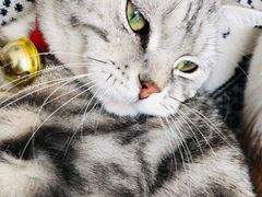-平行世界·猫咖(首经贸店)