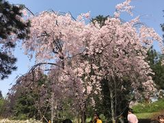 -西安青龙寺遗址景区