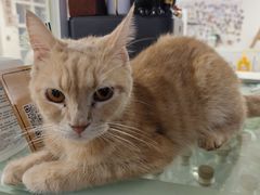 -楼上猫咖(罗湖店)