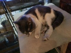 小灰灰-MIKAKU(万达广场上海宝山店)