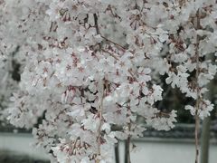 -醍醐寺