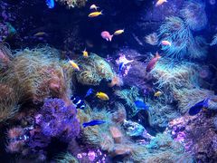 -悉尼海洋生物水族馆