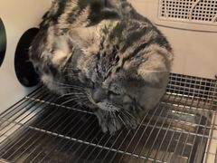 -瑞派宠物医院·犬猫全科·猫友好(宾水西道店)