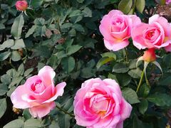 -人民公园(罗湖区)