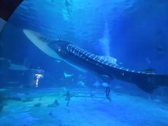 -烟台海昌鲸鲨海洋公园