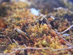 -舌尖上的石棉何雨露烧烤