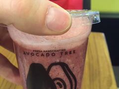 -油梨树 AVOCADO TREE(亮马桥店)