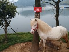 -宁波九龙湖开元度假村