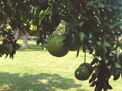 -浙江西子宾馆·瑶园咖啡厅