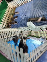 -萌宠亲子动物乐园(槐房万达店)