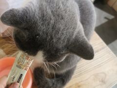 -猫小院猫主题餐厅(南锣旗舰店)