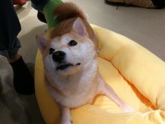 -逗柴咖啡屋·狗咖猫咖宠物桌游