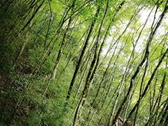 -神农架香溪源景区