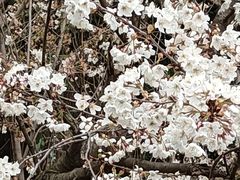 -成都蒲江花样年福朋喜来登度假酒店·宜客乐西餐厅