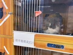 -A猫a狗全科·犬猫异宠·芥西宠物医院(南开总院)