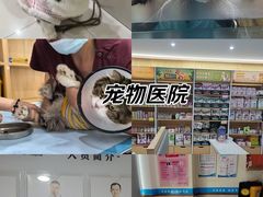 -艾贝尔宠物医院·24H转诊中心·肿瘤猫专科(江宁双龙店)