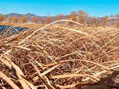 -野鸭湖国家湿地公园