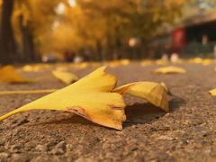 -三里屯东五街银杏大道