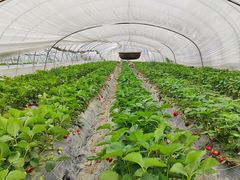 -喜杨洋草莓采摘园