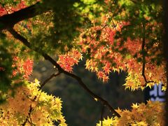 -北海道厅旧本厅舍(旧本庁舎)