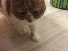 -中农国际动物医院24小时·猫科·骨科·急重症中心
