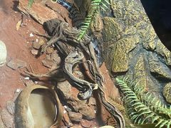 -绿色星球动物主题公园