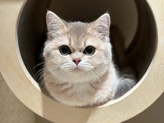 -猫大福·Fortune Cat猫舍(百子湾店)