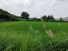 -嘉北郊野公园