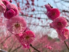 -花开海上生态园