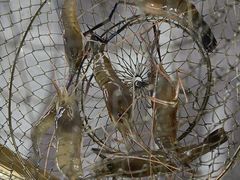 -光头佬钓虾场·烧烤·聚餐·亲子(金沙洲店)