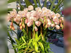 -双季花艺园艺市场(浦东店)